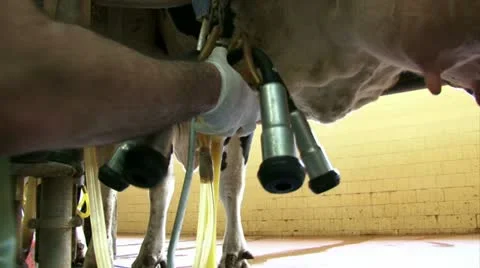 Milking a cow Stock Footage 20512496