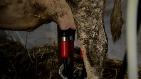 Milking Cow Stock-Footage 99553031