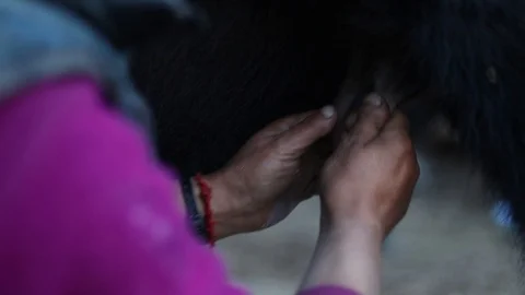 Milking the cow 스톡 동영상 121961249
