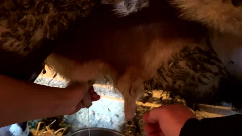 Milking the Cow Stock Footage 163243319