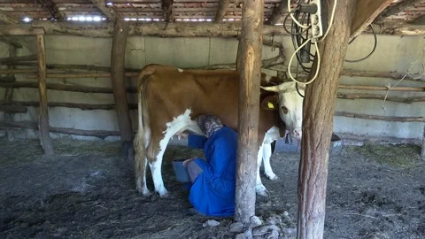 Milking cow Stock Footage 208841509