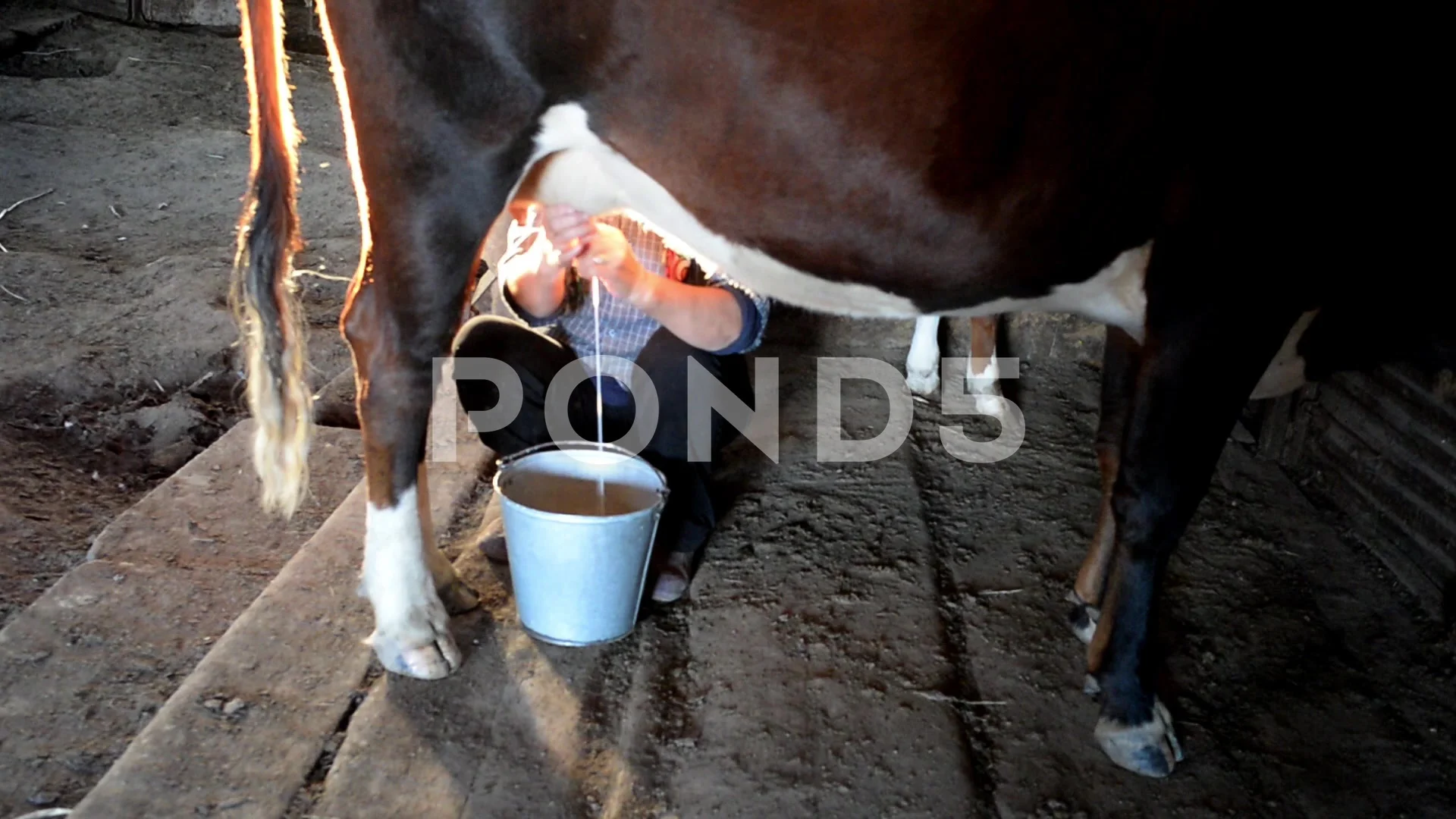 milking cows by hand