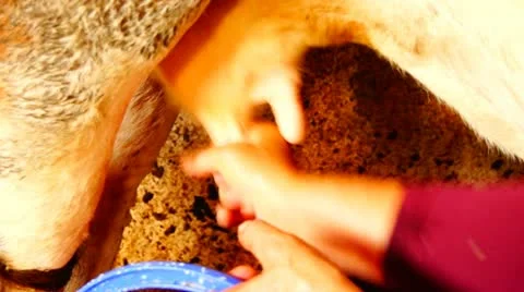 Milking a cow manually in a stable Stock Footage