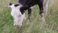 Milking cow on the meadow HD Footage