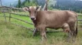 Milking cow on meadow HD Footage