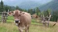 Milking cow on meadow HD Footage