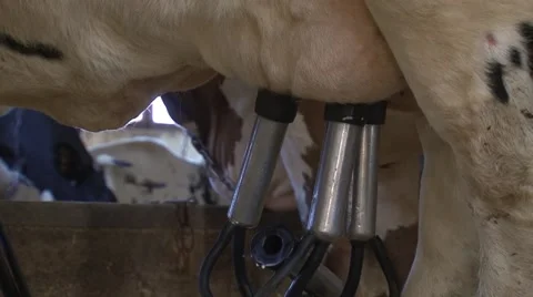 Milking cow Paddock Milking suckers Farm. 스톡 동영상 59579420