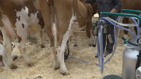 Milking a cow using a mobile milking machine Stock Footage 96486589