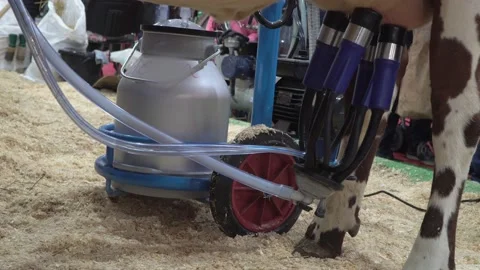 Milking a cow using a mobile milking machine, and caring for a cow on a dairy Stock Footage 130739982