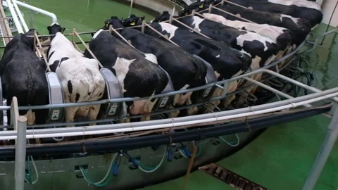 Milking cows by automatic industrial milking rotary system in dairy farm Stock Footage 331454086
