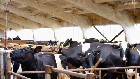 Milking Cows In the Barn Video stock 76332444