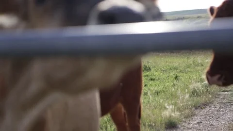 Milking cows in behind gate in pasture. 動画素材 85194910