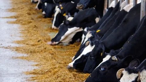 Milking Cows Eating Straw Stock-Footage 76332572