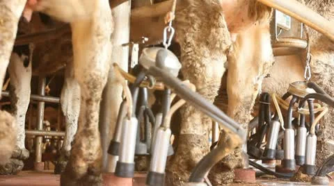 Milking Cows in the farm Cow Milk dairy barn cowshed Stock Footage
