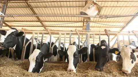 Milking Cows in the farm Cow Milk dairy barn cowshed Stock Footage