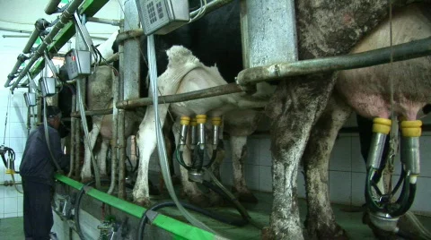 Milking Cows in the farm Stock Footage 740967