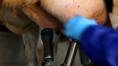 Milking Cows on farm Stock Footage 3376105