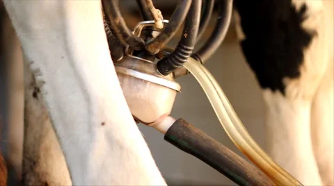 Milking Cows on farm Stock Footage 3376116