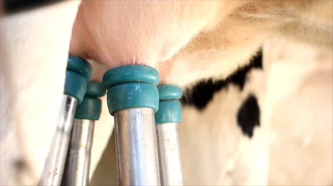 Milking Cows on farm Stock Footage 3376130