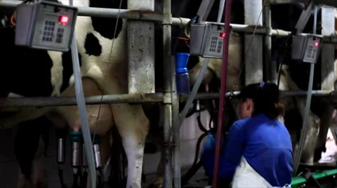 Milking Cows on farm Stock Footage