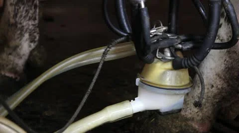 Milking Cows on Farm Stock Footage 11138681