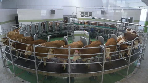 Milking cows on the farm Stock-Footage 232935617