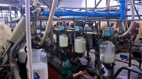 Milking cows Stock Footage