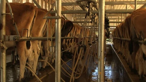 Milking cows 库存影片 97763930