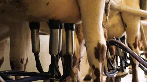 Milking cows with a milking machine 库存影片 109168348