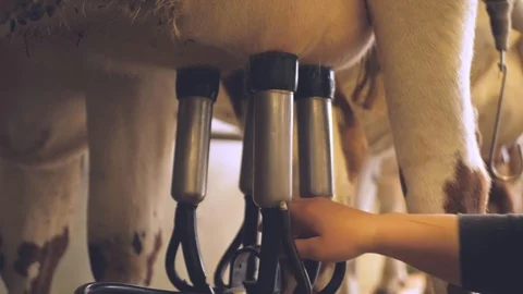 Milking cows with a milking machine Stock-Footage 109169559