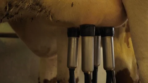Milking cows with a milking machine Stock-Footage 111268341