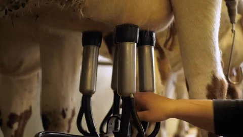 Milking cows with a milking machine Stock-Footage 111268705