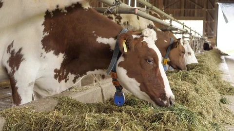Milking cows with a milking machine Stock-Footage 111444933