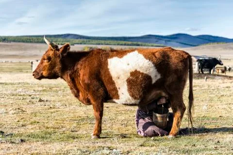 Milking cows Mongolian Stock Photos