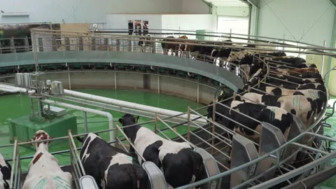 Milking cows process on dairy farm or factory with milking machine Stock Footage 138996783
