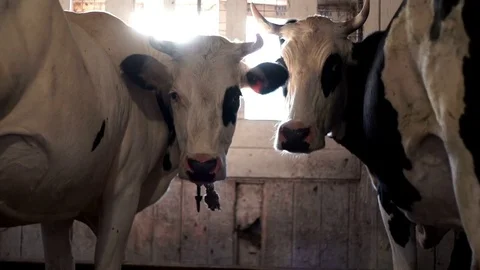Milking cows standing in cowshed on a milk plant. Dairy cow on animal farm Video stock 79879705