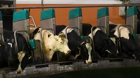 Milking cows using an automatic industrial rotary milking system Stock Footage 320997839