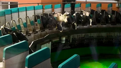 Milking cows using an automatic industrial rotary milking system Stock Footage 320997903