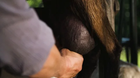 Milking a goat Video stock 92410371