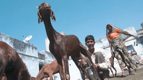 Milking Goat Stock Footage 131127108