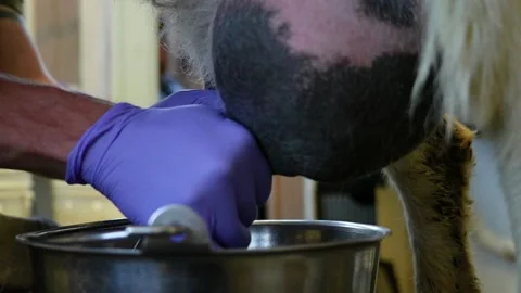 Milking a Goat Stock Footage 201698834
