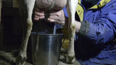 Milking goat by hand Stock Footage 42675995