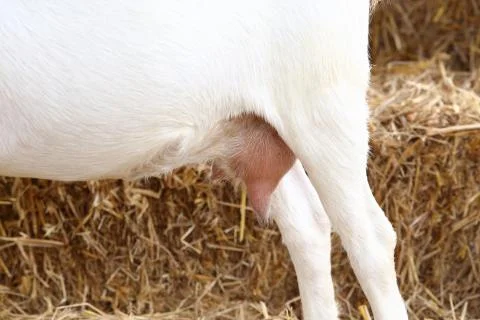 Milking goat Stock Photos
