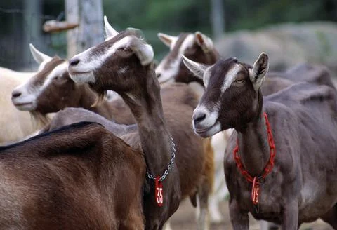 Milking Goats Stock Photos