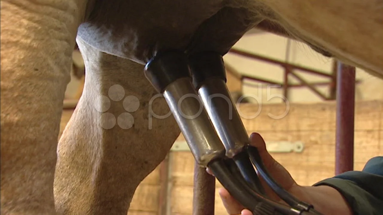 Applying a small scale milking machine t... | Stock Video | Pond5