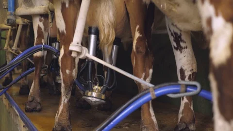 A milking machine in action Stock-Footage 109168822