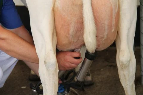 Milking Machine Cluster. Stock Photos