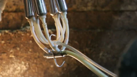 Milking machine in cowshed closeup Video stock 125460746