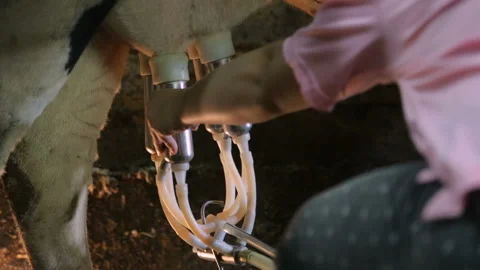 Milking machine in cowshed closeup Stock Footage 125460804