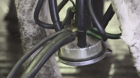 Milking machine is decant milk from udder of a cow close up Stock Footage 63873192